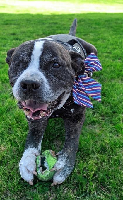 Adoptable Pet 1