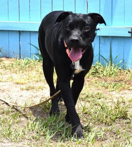 Adoptable Pet 2