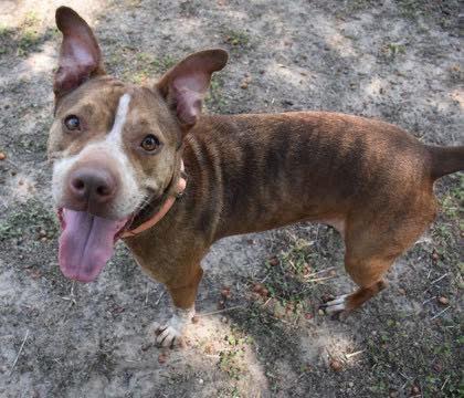 Adoptable Pet 3