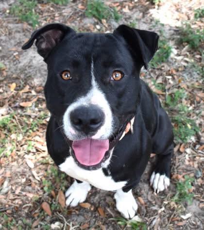 Adoptable Pet 4