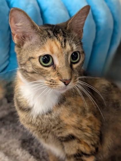 Adoptable Pet 5