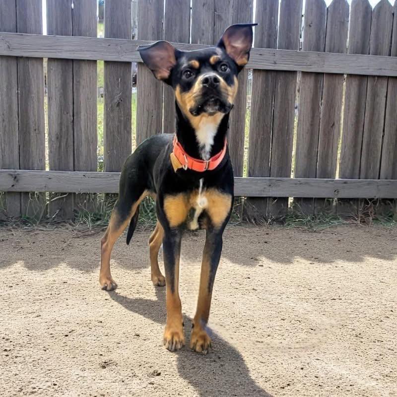 Adoptable Pet 6